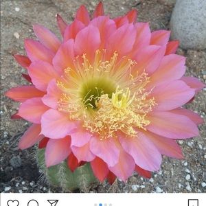 Meet your Posher, Sandra